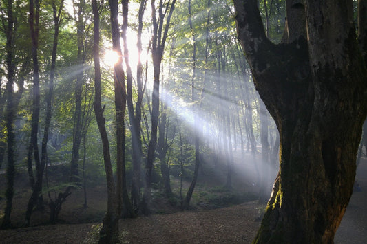 Sunlight-dappled mystical forest with radiant ancient tree and magical atmosphere.